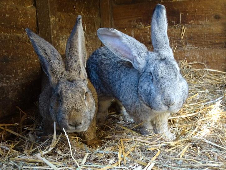 Ter adoptie: tamme Vlaamse Reus konijnen (mannelijk), Animaux & Accessoires, Lapins, Grand, Mâle, 0 à 2 ans