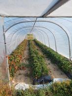 Serre plastic tunnel, Tuin en Terras, Kassen, Folie, Kweekkas, Zo goed als nieuw, Ophalen