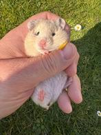 Goudhamster Syrische langharige hamster, Dieren en Toebehoren, Hamster, Februari, Vrouwelijk, Tam