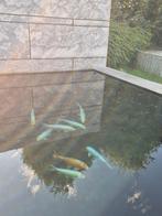 Koi's, Karper of Koi