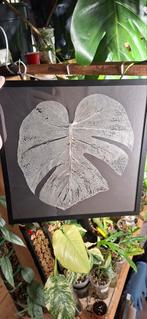 Monstera deliciosa, Huis en Inrichting, Kamerplanten, Ophalen of Verzenden