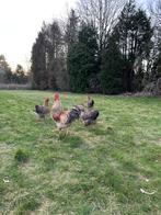 Broedeieren Bielefelder, Dieren en Toebehoren, Pluimvee, Kip