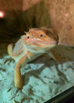 Red monster bleu bar baardagaam