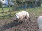 Texel ram bok van 2025, Dieren en Toebehoren, Mannelijk, Schaap, 0 tot 2 jaar