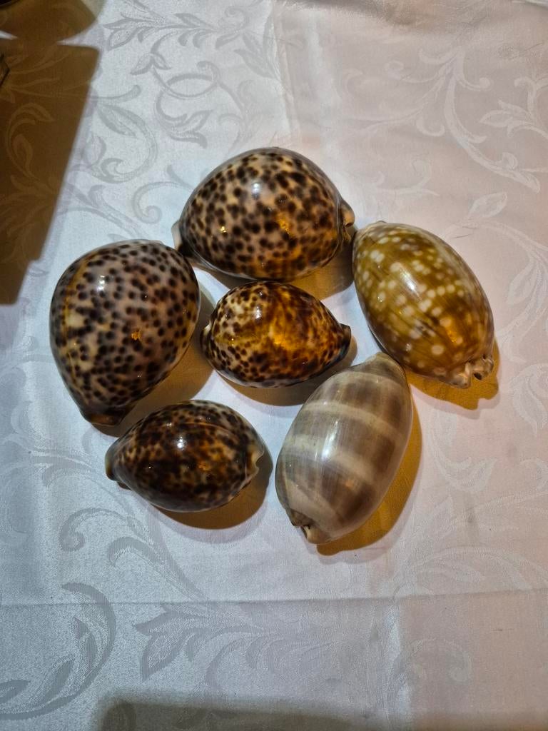 Lot de 6 coquillages véritable de collection, Collections, Enlèvement ou Envoi