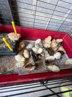 Kuikens, Meerdere dieren, Kip