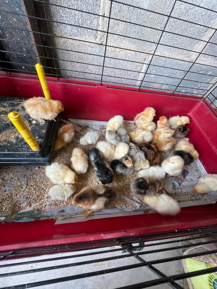 Kuikens, Dieren en Toebehoren, Pluimvee, Kip, Meerdere dieren