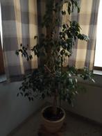 ficus, Ophalen, Ficus, In pot, 150 tot 200 cm