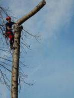 Verwijderen en snoei van bomen, Jardin & Terrasse, Enlèvement ou Envoi