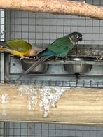 Couple pyrrhura, Dieren en Toebehoren, Vogels | Parkieten en Papegaaien