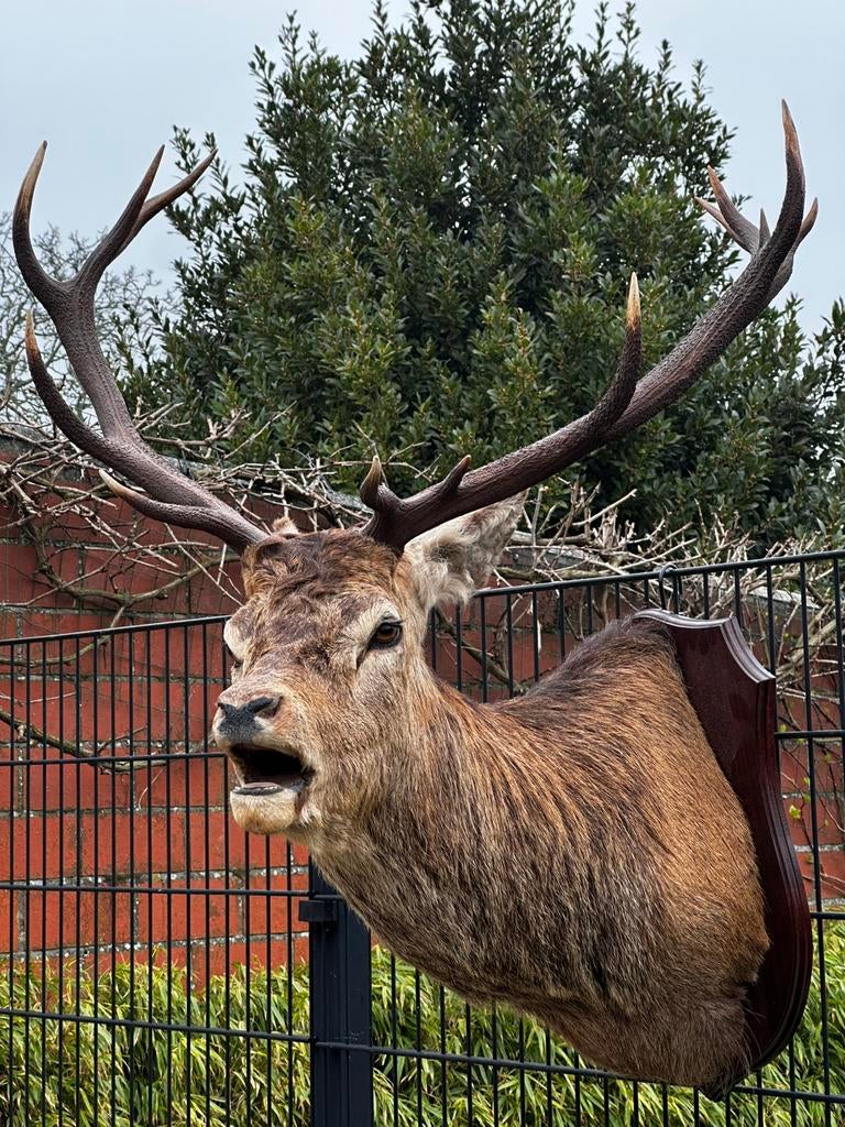 Taxidermie edelhert brullen opgezette schotland, Ophalen
