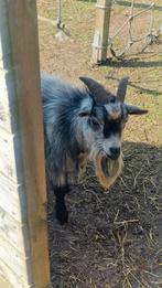 Hand tam schimel bokje, Dieren en Toebehoren