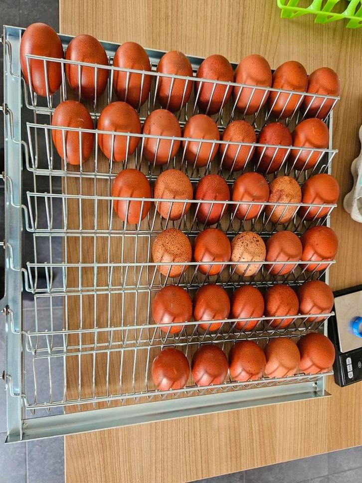 Marans broedeieren, Dieren en Toebehoren, Pluimvee, Kip