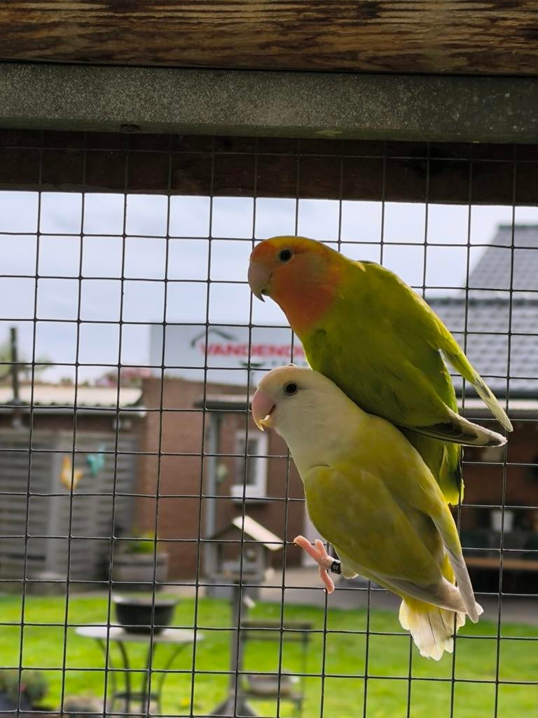 Roseicollie, Dieren en Toebehoren, Vogels | Parkieten en Papegaaien