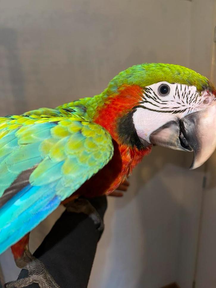 Baby Harlequin Arlequin, super équipe, Animaux & Accessoires, Oiseaux | Perruches & Perroquets, Perroquet, Mâle, Parleur, Domestique