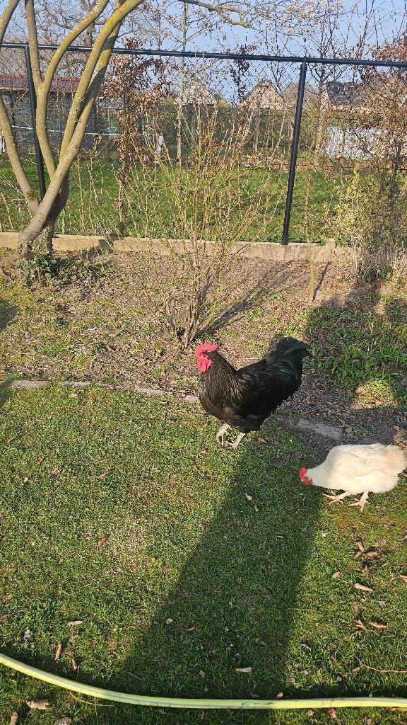 Koppel Australorp – 1.5 jaar oud, Dieren en Toebehoren, Pluimvee, Kip