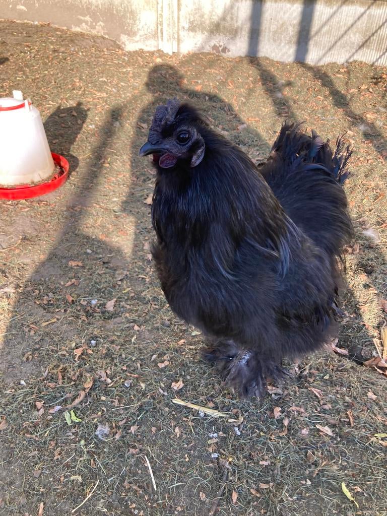 Coq gratuit, Mâle, Poule ou poulet