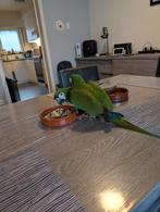 Ara Severa, Dieren en Toebehoren, Vogels | Parkieten en Papegaaien, Tam