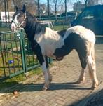 Barok pinto . X kwpn, Dieren en Toebehoren, Pony's, 0 tot 2 jaar, Recreatiepony, Merrie, E pony (1.48m - 1.57m)