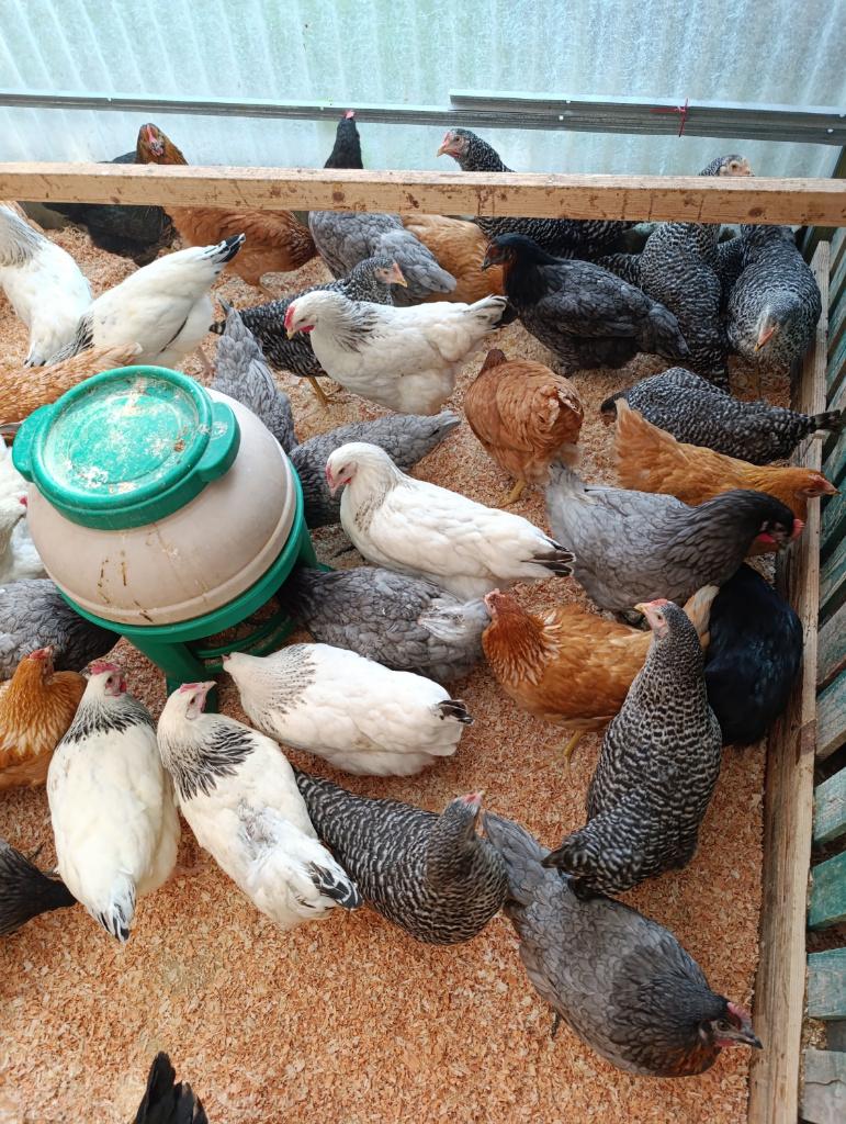 poulet marans/legbar et traditionnels 5+1/10+3 gratuits, Animaux & Accessoires, Femelle, Poule ou poulet