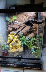 Terrarium met pijlgifkikkers, Dieren en Toebehoren, Ophalen