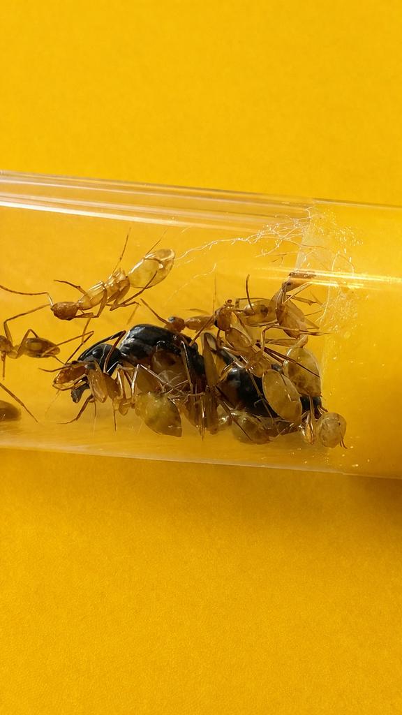 Reine Camponotus Maculatus avec 1 à 10 ouvrières, Animaux & Accessoires, Insectes & Araignées, Fourmis