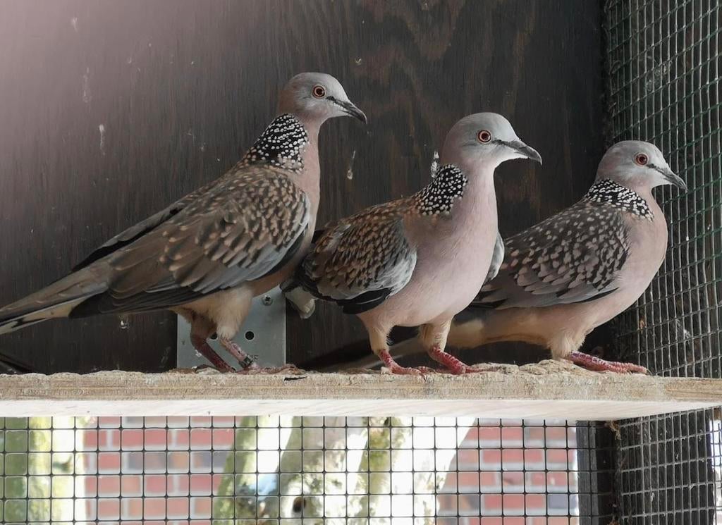 Parelhals tortels, Plusieurs animaux, Oiseau tropical, Bagué