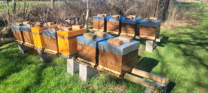 Essaims Buckfast, reine F1 VSH 2025, Hobby & Loisirs créatifs, Hobby & Loisirs Autre, Enlèvement