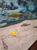 Cichlides malawi couple trio aulonocara beanchi