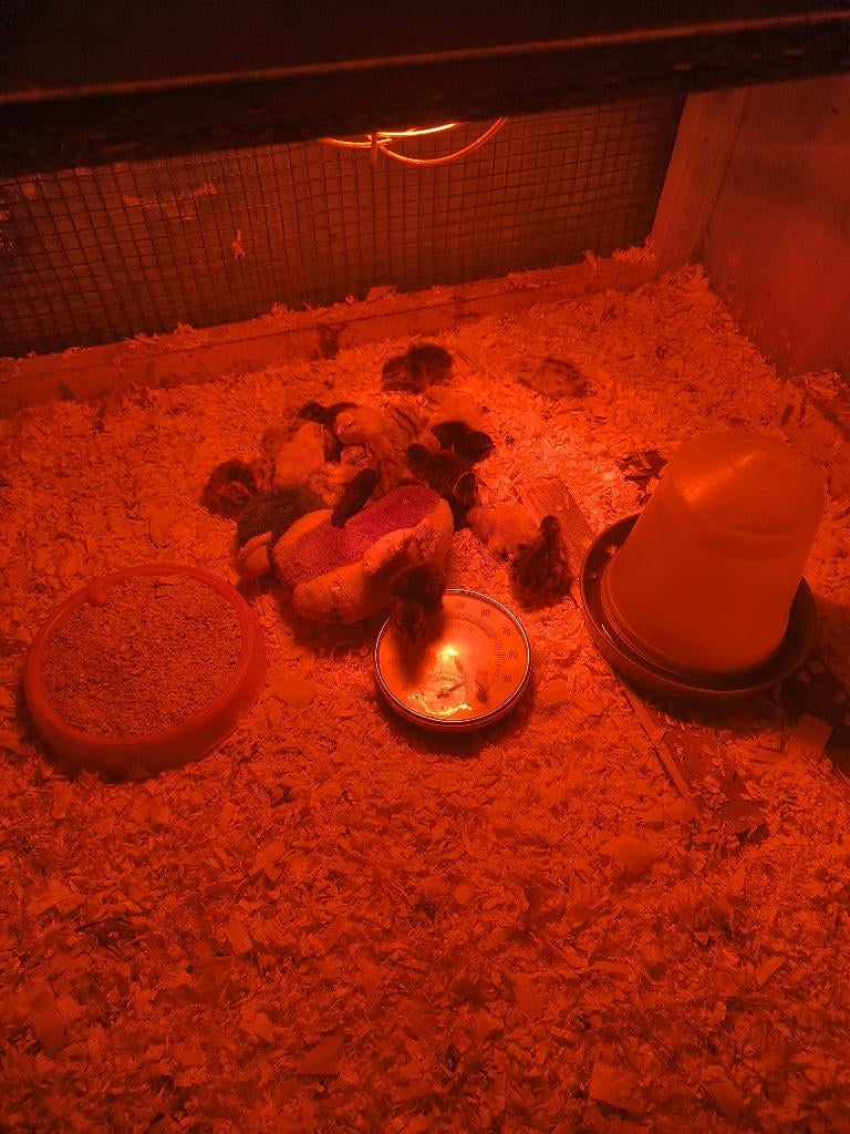 Kuikens japanse kwartels, Animaux & Accessoires, Volatiles, Autres espèces, Plusieurs animaux