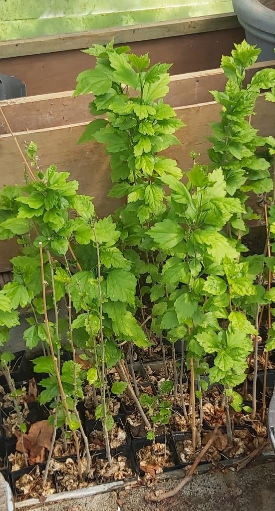 Hibiscus, Tuin en Terras, Planten | Tuinplanten, Vaste plant, Overige soorten, Volle zon, Zomer, Ophalen