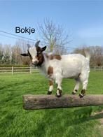 Dwerggeitjes te koop, Dieren en Toebehoren, Schapen, Geiten en Varkens, Meerdere dieren, Geit, 0 tot 2 jaar