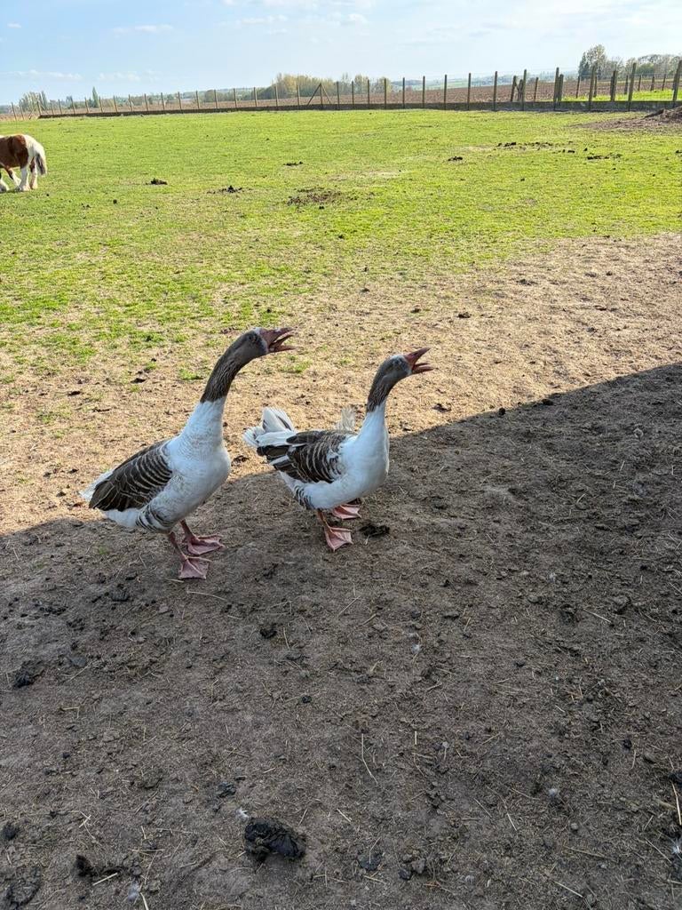 Ganzen, Dieren en Toebehoren, Pluimvee