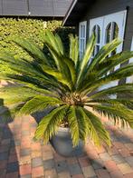 Prachtige plus  30 j oude cycas palm in elho pot op wieltjes, Tuin en Terras, Planten | Bomen, Bloeit niet, 100 tot 250 cm, Palmboom