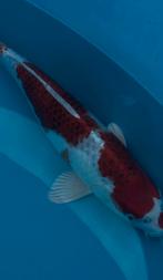 Ogata kujaku nisai met certificaat, Dieren en Toebehoren