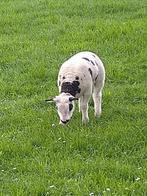 Chouettes et agneaux dragués