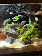 cichlidés zébrés à vendre, Animaux & Accessoires, Poisson, Poisson d'eau douce, Banc de poissons