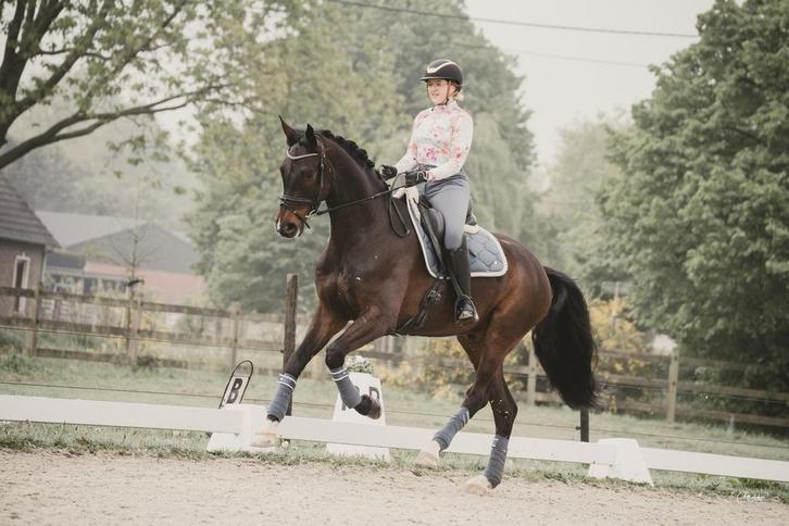 Verkoopsreportage van uw paard, Dieren en Toebehoren, Paarden, Z