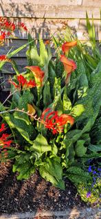 Crocosmia lucifer, Vaste plant, Halfschaduw, Zomer, Ophalen