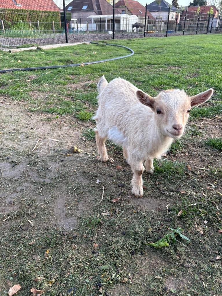 Dwergeitjes te koop, Meerdere dieren, Geit, 0 tot 2 jaar