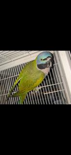 Derbyan pop van 2023, Dieren en Toebehoren