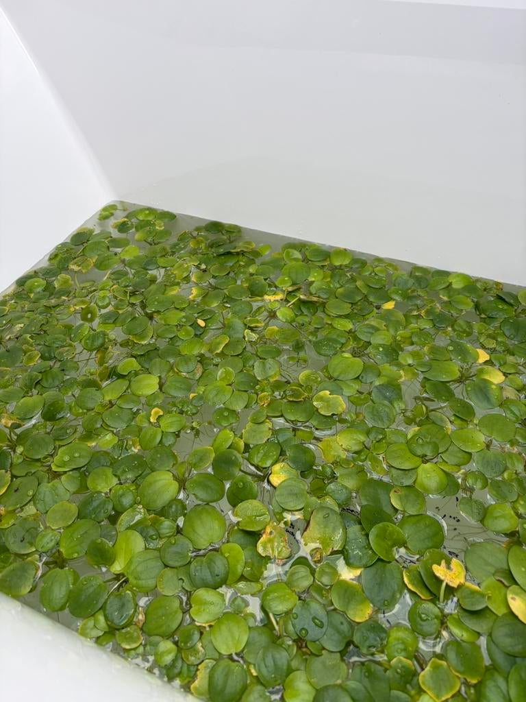 Aquariumplanten: Limnobium laevigatum (Amazone Kikkerbeet), Ophalen, Nieuw, Plant(en), Steen of Hout