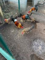 Broedeieren leghorn goudpatrijs, Dieren en Toebehoren, Kip