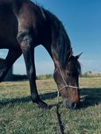 Chika – 8 jarige Spaanse merrie, Dieren en Toebehoren, Merrie, Ontwormd, 7 tot 10 jaar