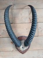 taxidermie  zeldzaam gewei van Afrikaanse SABEL antiloop, Verzamelen, Ophalen, Gebruikt, Wild dier, Gewei of Kop