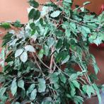 Plante artificielle (Ficus benjamina), Plante verte, Enlèvement, Ficus, 150 à 200 cm