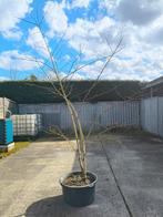 Robinia pseudoacacia 'frisia', Ophalen