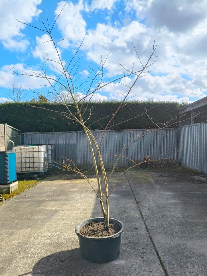 Robinia pseudoacacia 'frisia', Tuin en Terras, Planten | Bomen, Ophalen