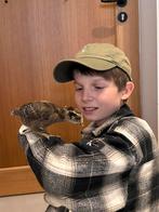 Kuikens groenleggers van 6 maart, Dieren en Toebehoren, Pluimvee