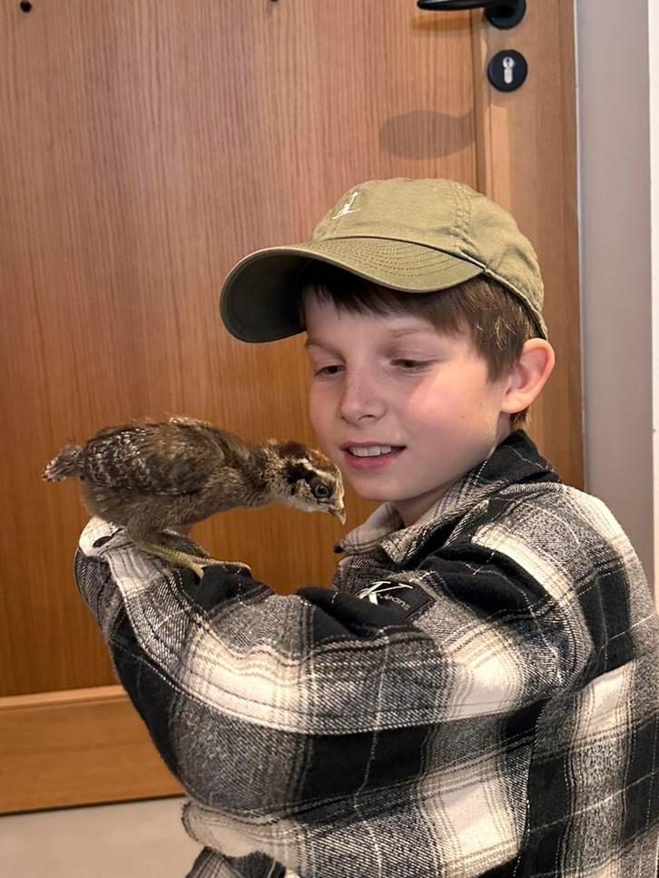 Kuikens groenleggers van 6 maart, Dieren en Toebehoren, Pluimvee